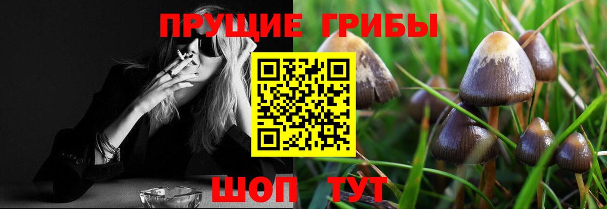 Псилоцибиновые грибы GOLDEN TEACHER  Вход с VPN  Псилоцибиновые грибы мицелий  Хасавюрт 